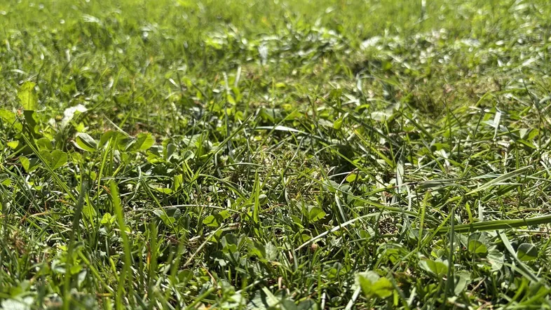 Nahaufnahme von grünem Rasen und Gras an einem sonnigen Tag.