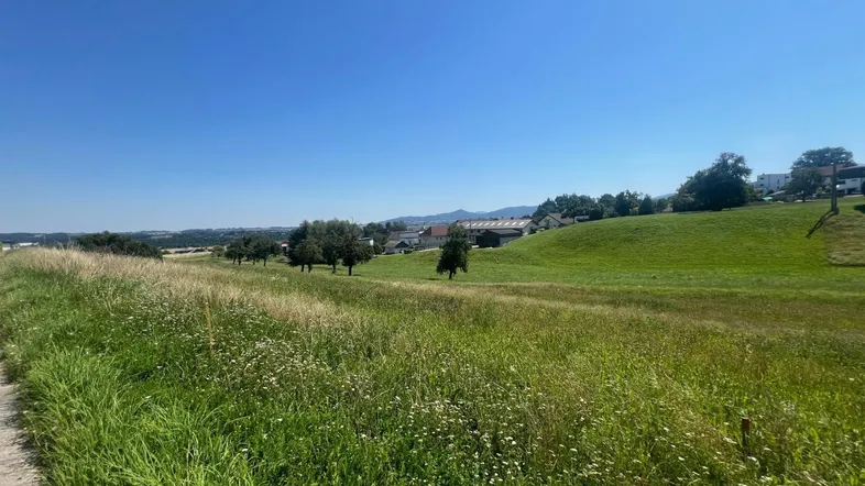 Weite grüne Landschaft mit Feldern und vereinzelten Bäumen unter blauem Himmel.