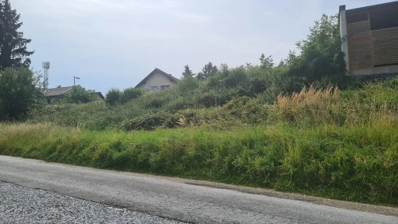 Überwuchertes Grundstück neben einer Straße mit Häusern und Bäumen im Hintergrund unter bewölktem Himmel.