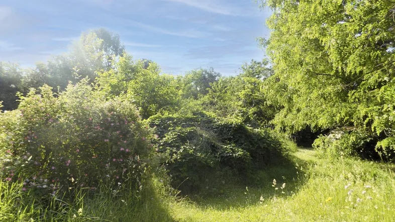 Üppiger, grüner Garten mit verschiedenen Pflanzen und Sträuchern, beleuchtet von der Sonne.