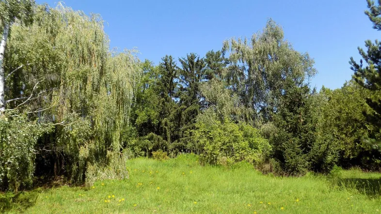 Sonnige Grünfläche mit vielfältigem Baumbestand und üppiger Vegetation.