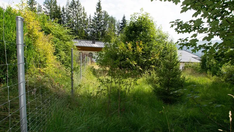 Wild bewachsenes Grundstück mit Bäumen, einem Zaun und einem Haus im Hintergrund.