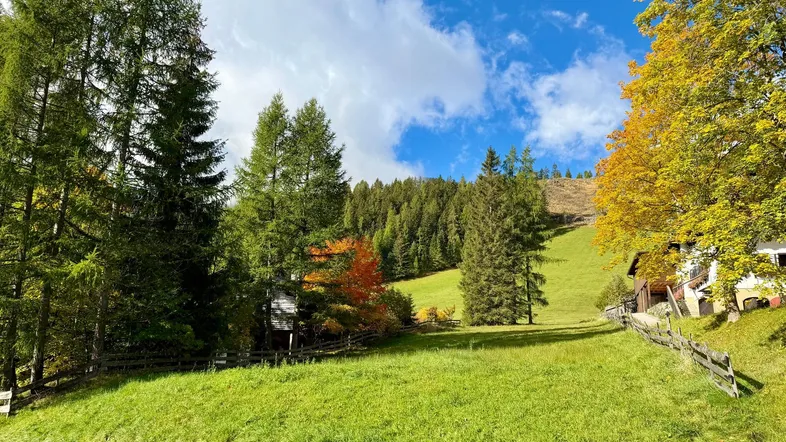 Weitläufige grüne Wiese mit hohen Bäumen und Blick auf bewaldete Hügel unter blauem Himmel.