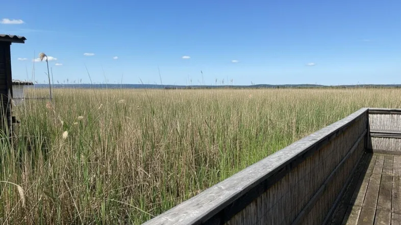 Holzterrasse mit Blick auf weite Schilffelder und den See unter blauem Himmel.