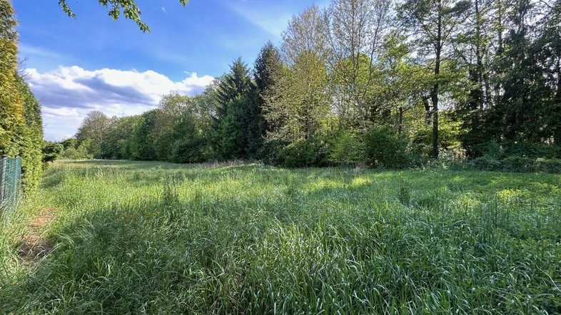 Weitläufige grüne Wiese mit hohen Gräsern und Baumbestand im Hintergrund unter blauem Himmel.