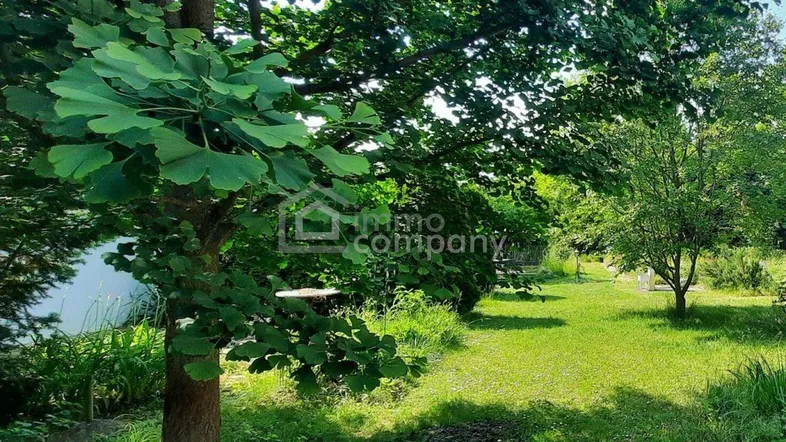 Üppiger grüner Garten mit altem Ginkgobaum, Rasenfläche und einem Teich im Hintergrund.
