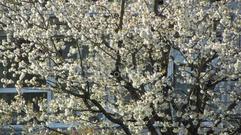 Blühender Baum vor einer Gebäudefassade mit vielen Fenstern im Sonnenlicht.