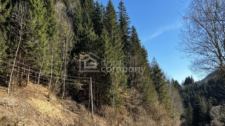 Panoramablick auf eine bewaldete Berglandschaft mit einer Straße, die sich durch die Natur schlängelt.