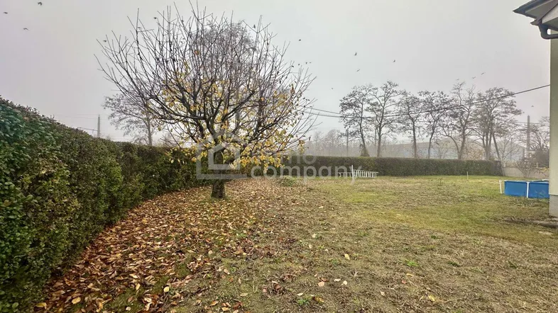 Großer Gartenbereich mit altem Baum, Hecke und Rasenfläche, ideal für Entspannung im Freien.