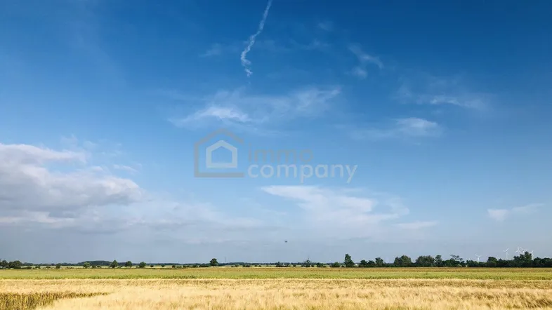 Weites Feld mit goldenen Getreideähren unter blauem Himmel und vereinzelten Wolken, ideal für Naturliebhaber.