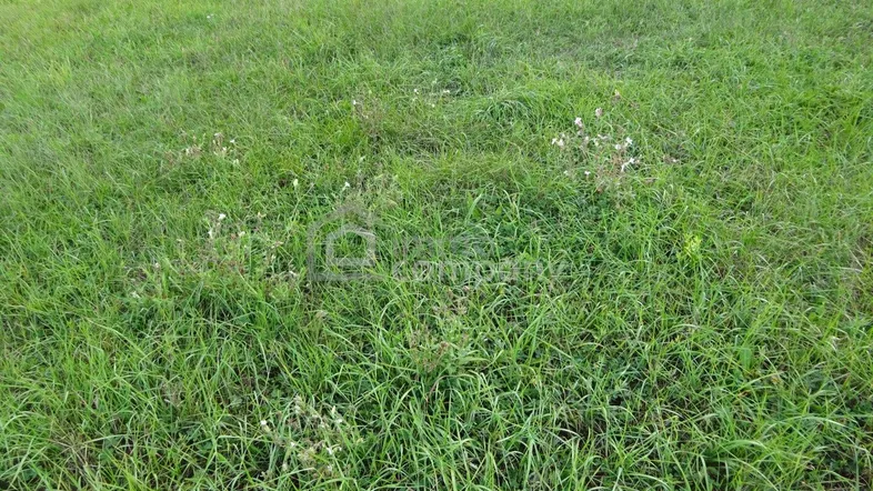 Grüne Rasenfläche eines Gartens oder Grundstücks mit natürlicher Vegetation und einigen Wildblumen.