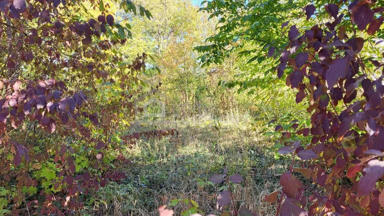 Natürliche, grüne Umgebung mit dichtem Bewuchs und herbstlichem Laub, bietet eine ruhige Aussicht.