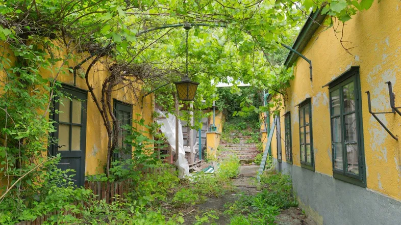 Alter Hofweg zwischen zwei Gebäuden mit üppigem Grün und Rankpflanzen bewachsen.