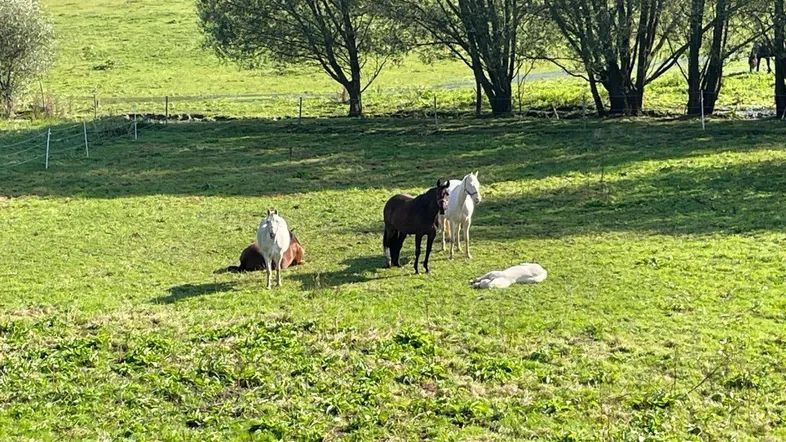 Grüne Weide mit mehreren Pferden unter Bäumen an einem sonnigen Tag.