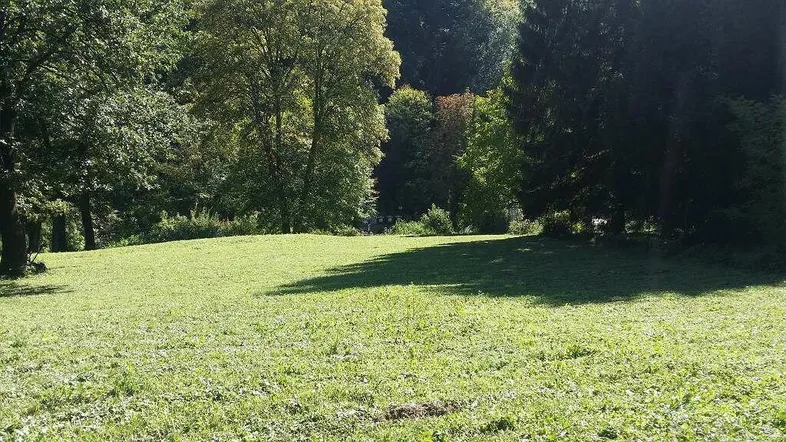 Sonnige Wiese mit Schattenwurf von hohen Bäumen und Blick auf den Waldrand.