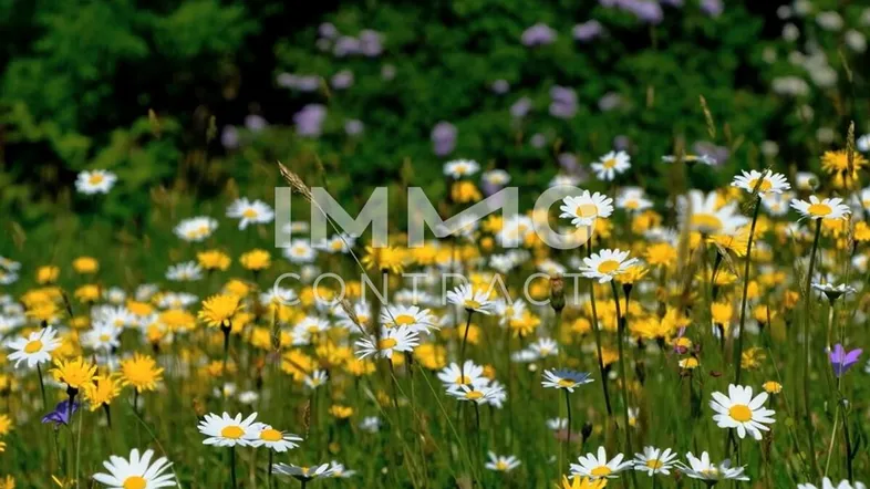 Foto Blumenwiese