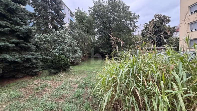 Ein verwilderter Gartenbereich mit hohen Gräsern und Bäumen, umgeben von Wohngebäuden im Hintergrund.