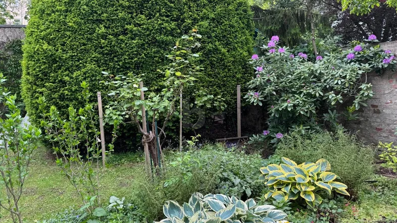 Grüner Garten mit hoher Hecke, verschiedenen Pflanzen und blühenden Rhododendren.
