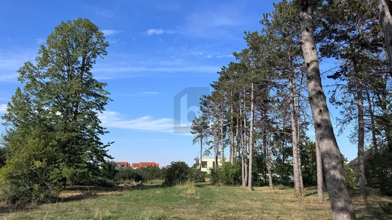 Weitläufiges Grundstück mit hohen Bäumen und Blick auf die umliegende Landschaft unter blauem Himmel.