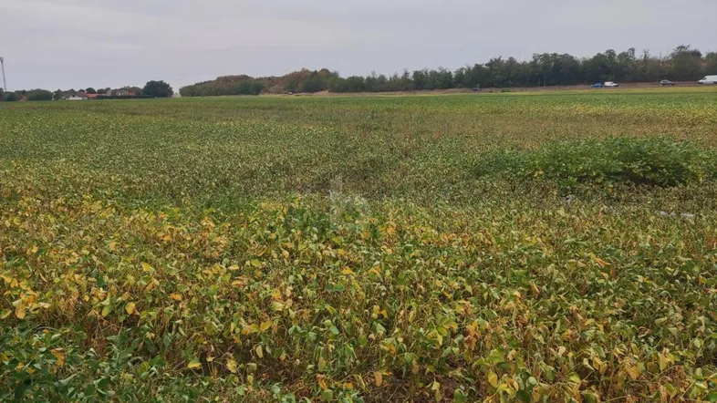 Weitläufiges Feld mit grünen und gelblichen Pflanzen unter einem bewölkten Himmel, im Hintergrund Bäume und eine Straße.