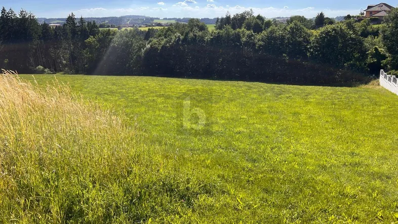 Weitläufige grüne Wiese mit hohem Gras und bewaldeter Hügellandschaft im Hintergrund unter blauem Himmel.