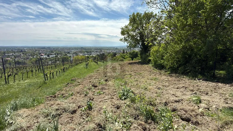 Weitläufige Landschaft mit Weinreben und Blick auf eine Stadt in der Ferne unter blauem Himmel.
