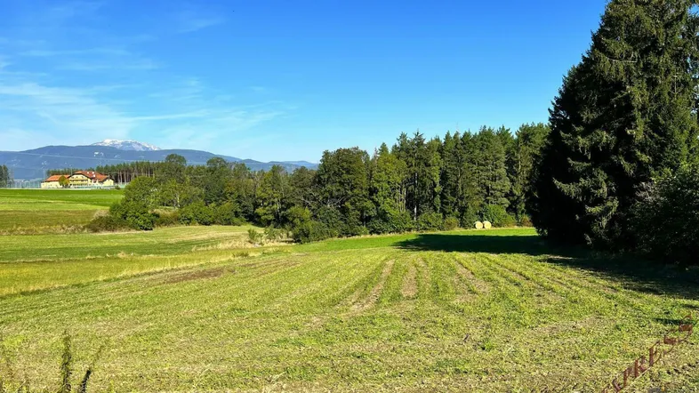 Weitläufige grüne Felder mit Waldrand und Bergblick unter strahlend blauem Himmel.