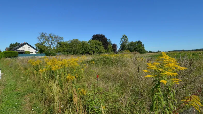 Weitläufiges Grundstück mit natürlicher Vegetation und Blick auf umliegende Häuser unter blauem Himmel.