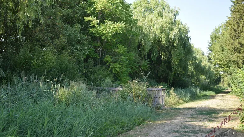 Ländlicher Feldweg umgeben von üppigem Grün und Bäumen unter hellem Himmel.