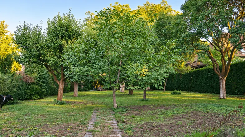 Großer Garten mit Rasenfläche, verschiedenen Bäumen und einem Steinweg im Abendlicht.