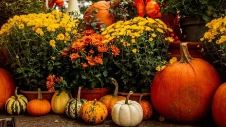 Herbstliche Dekoration mit einer Vielfalt an Kürbissen und bunten Chrysanthemen in Töpfen.