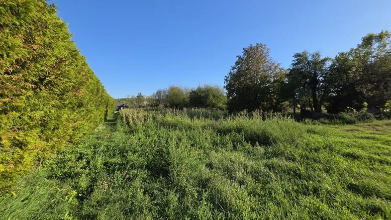 Weitläufiges grünes Feld mit hohem Gras und einer dichten Hecke unter blauem Himmel.