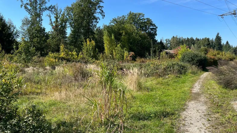 Ein Feldweg führt durch eine weitläufige, grüne Landschaft mit Bäumen und Stromleitungen im Hintergrund.