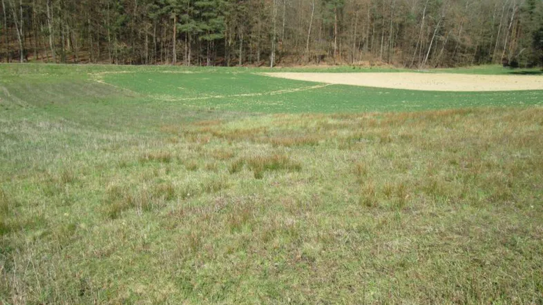 Weitläufige grüne Felder grenzen an einen dichten Wald unter klarem Himmel.