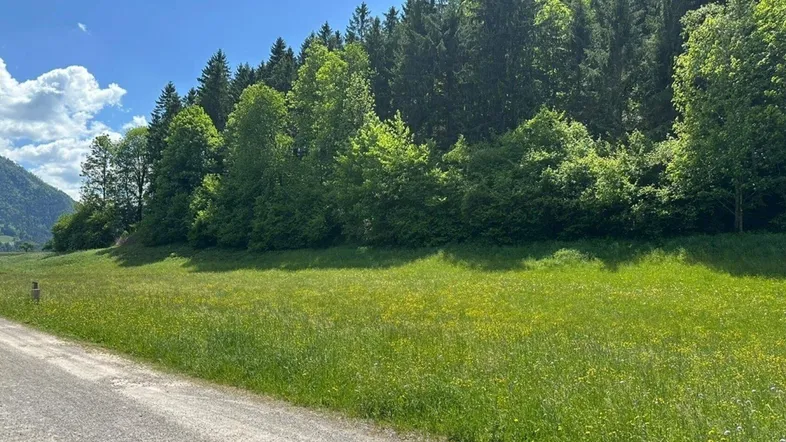 Grünes Feld mit Wald im Hintergrund und einem sonnigen Himmel.