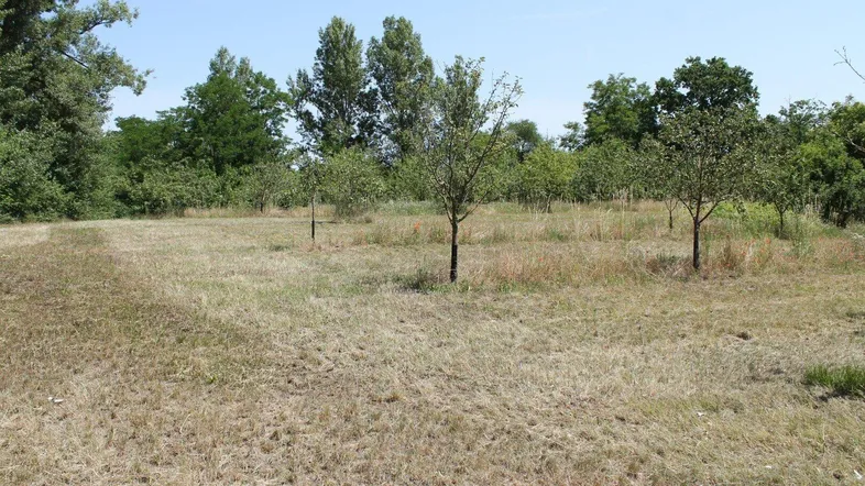 Großes Gartengrundstück mit jungen Obstbäumen und viel Grünfläche unter blauem Himmel.