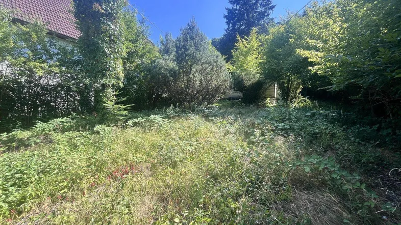 Überwuchertes Grundstück mit Bäumen und einem Hausdach im Hintergrund unter blauem Himmel.
