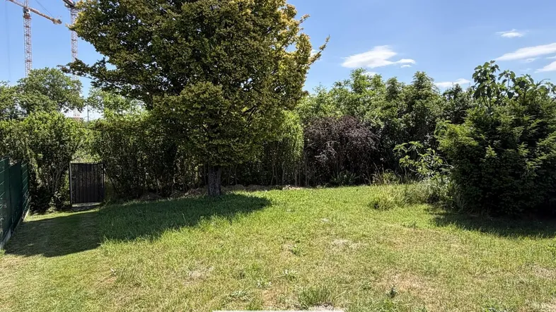 Grüne Gartenfläche mit hohem Baum und Blick auf Baukräne im Hintergrund unter blauem Himmel.