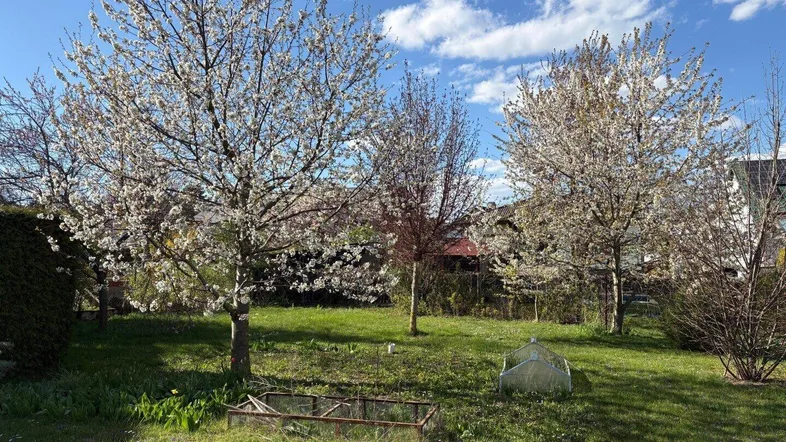 Großer Garten mit blühenden Bäumen und viel Grünfläche unter blauem Himmel.