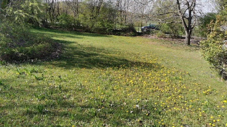 Grüne Wiese mit Löwenzahn und Bäumen im Hintergrund, ideal für einen Garten.