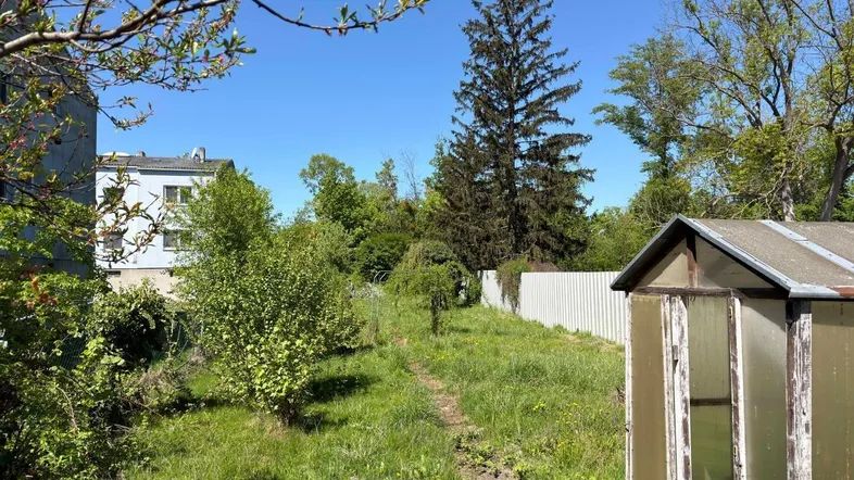Großer, sonniger Garten mit viel Grünfläche, hohen Bäumen und einem kleinen Gewächshaus.