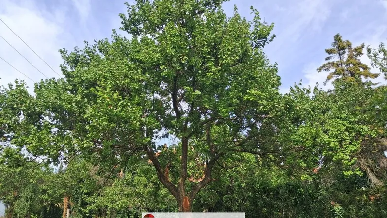 Großer Baum in einem grünen Gartenbereich unter einem bewölkten Himmel.