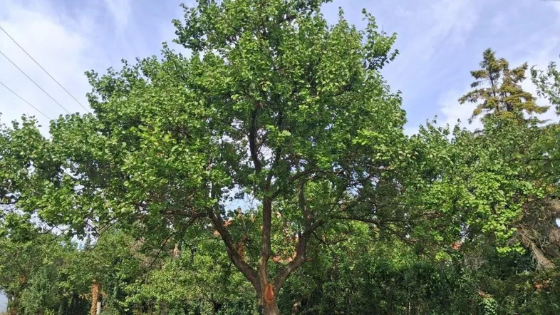 Großer Baum in einem grünen Gartenbereich unter einem bewölkten Himmel.