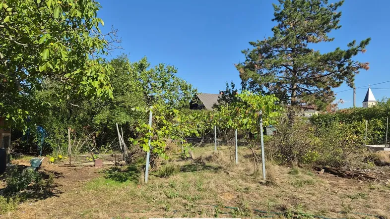 Überwachsenes Gartengrundstück mit jungen Weinreben und Blick auf ein Gebäude im Hintergrund.
