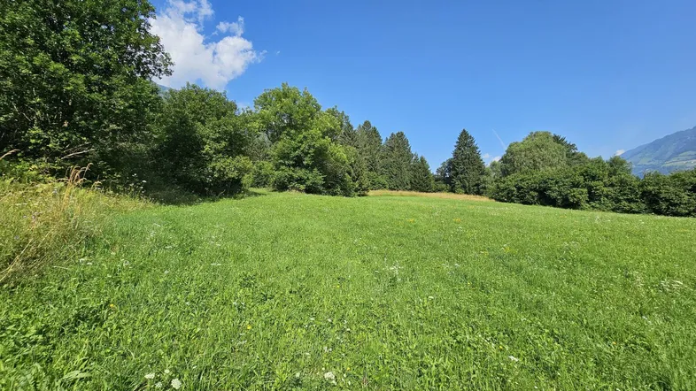 Sonnige, weitläufige Grünfläche mit Bäumen am Horizont und einem klaren blauen Himmel über der Berglandschaft.