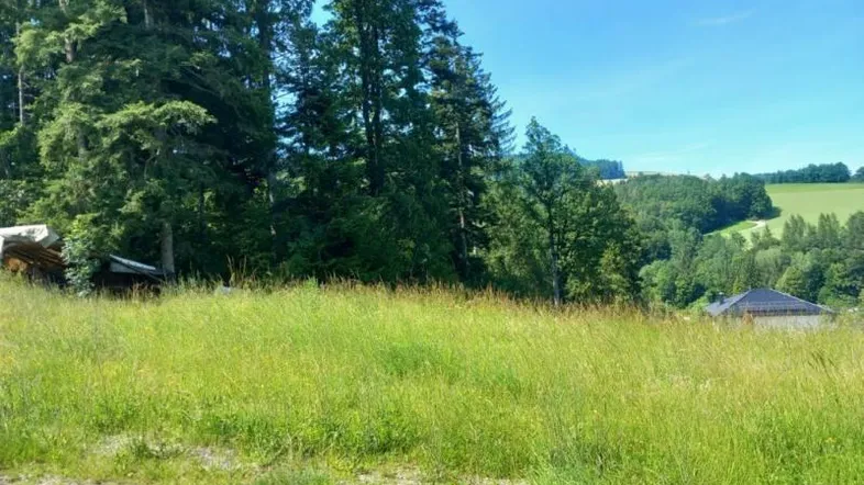 Weitläufige grüne Wiese mit hohen Bäumen und Blick auf die umliegende Landschaft unter blauem Himmel.