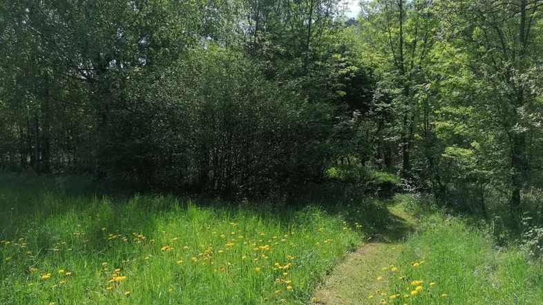Schmaler Pfad durch eine blühende Wiese mit Löwenzahn, der zu einem Waldrand führt.