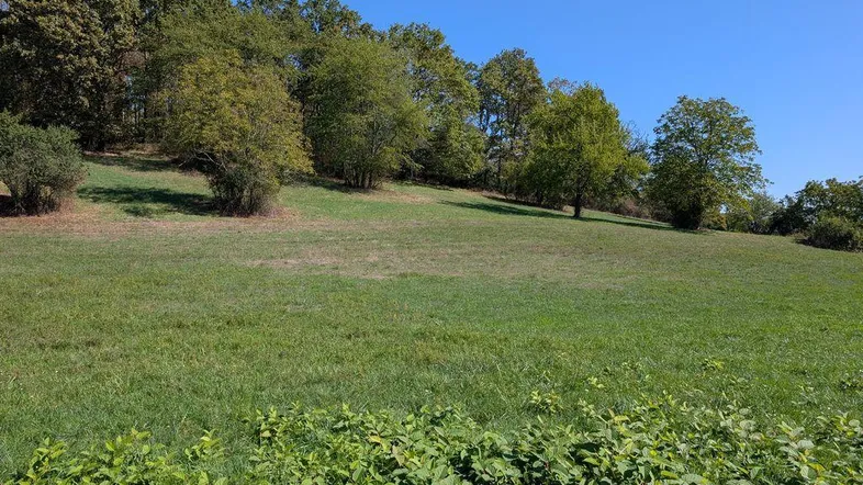 Grüne Wiese auf einem Hügel mit Bäumen unter klarem blauem Himmel, ideal für Naturliebhaber.
