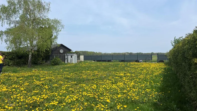 Große Wiese mit gelben Löwenzahnblüten, umgeben von Bäumen und Hecken, mit einem Gartenhaus im Hintergrund.