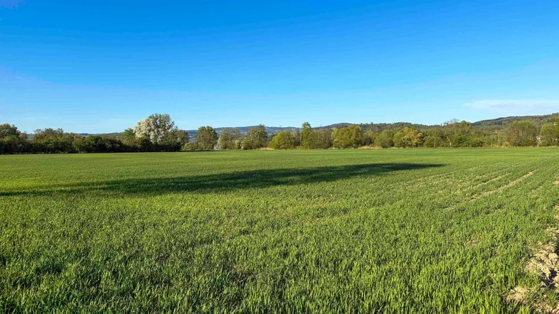 Weites grünes Feld unter klarem blauem Himmel mit Bäumen und Hügeln im Hintergrund.